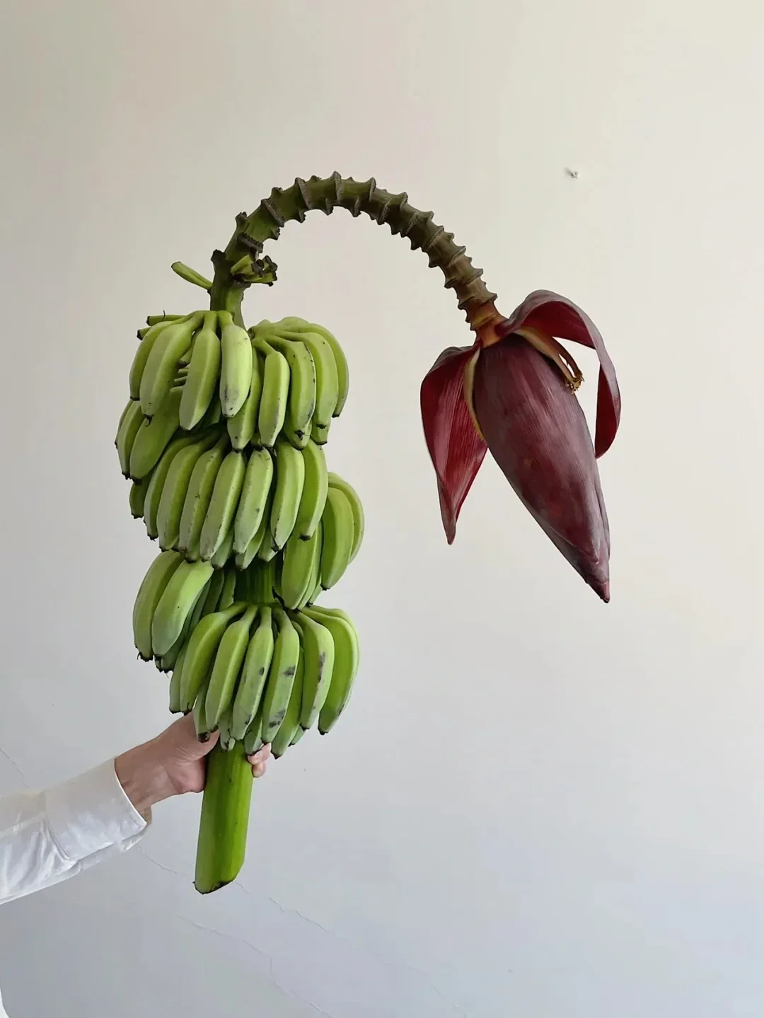 切果 · 香蕉